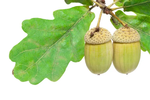 Acorn Royalty Free Stock Images