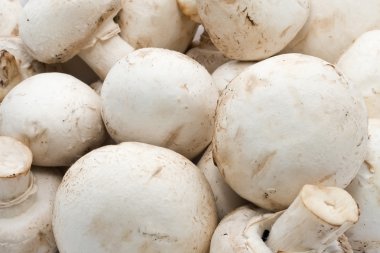champignon mantarları