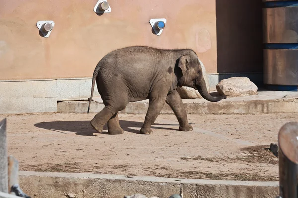 Elefant — Stockfoto