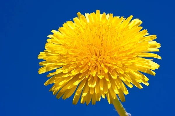 Dandelion — Stock Photo, Image