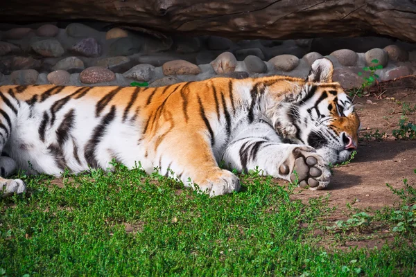 Tiger — Stockfoto