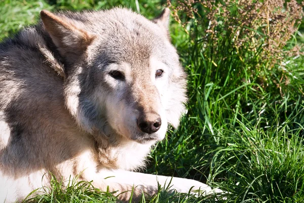 Wolf — Stock Photo, Image