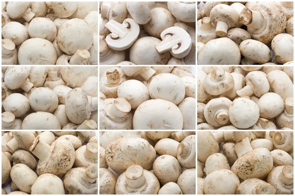 Cogumelos frescos champignon — Fotografia de Stock