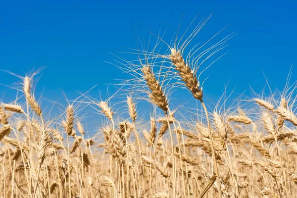 Campo di grano — Foto Stock