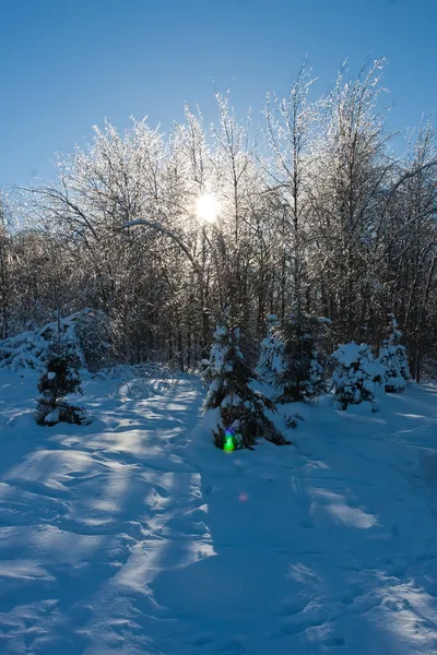 Floresta de Inverno — Fotografia de Stock