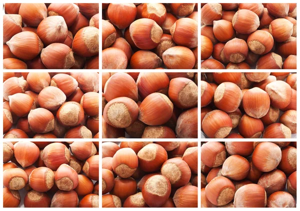 Hazelnoten of hazelaar noten — Stockfoto
