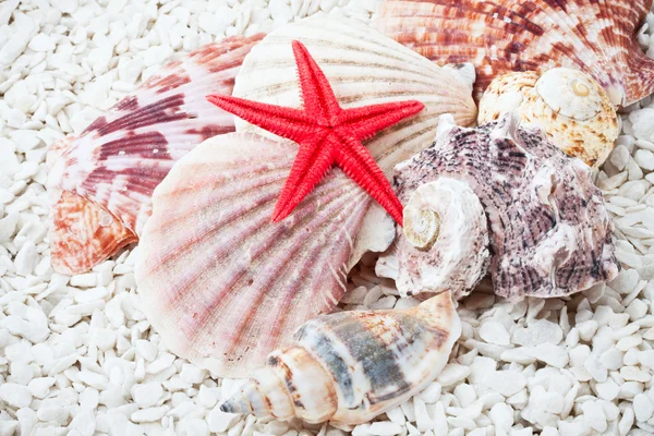 Seashells — Stock Photo, Image