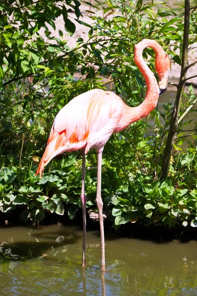 Flamingo — Stockfoto