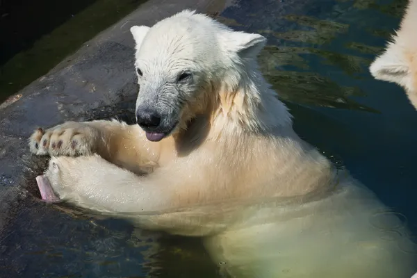 Urso polar — Fotografia de Stock