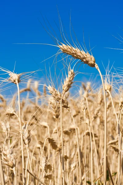 Wheat field — Stock Photo, Image