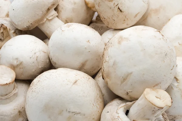 Champignon mushrooms Stock Picture