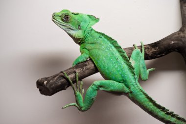 tüylü basilisk