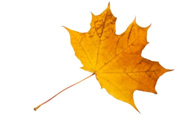 akçaağaç yaprağı