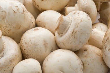 champignon mantarları