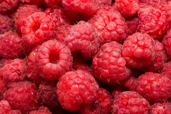 Himbeeren — Stockfoto