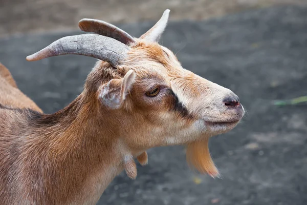 Goat — Stock Photo, Image