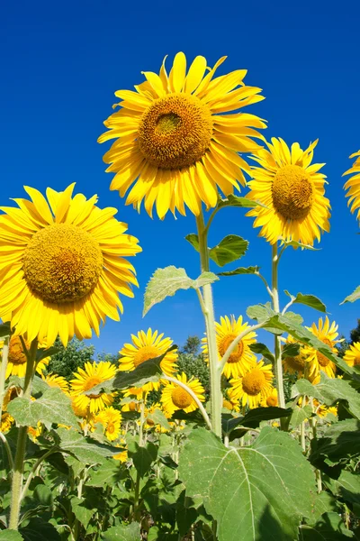 Girasol — Foto de Stock