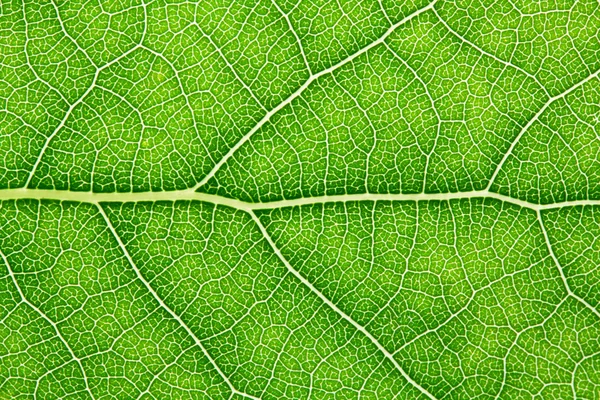 Foglia verde — Foto Stock