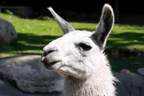 Llama — Stock Photo, Image