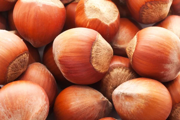 Hazelnuts or filbert — Stock Photo, Image