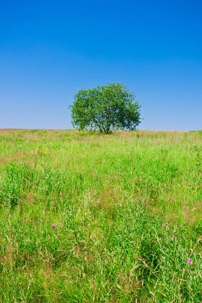 Baum und Feld — Stockfoto