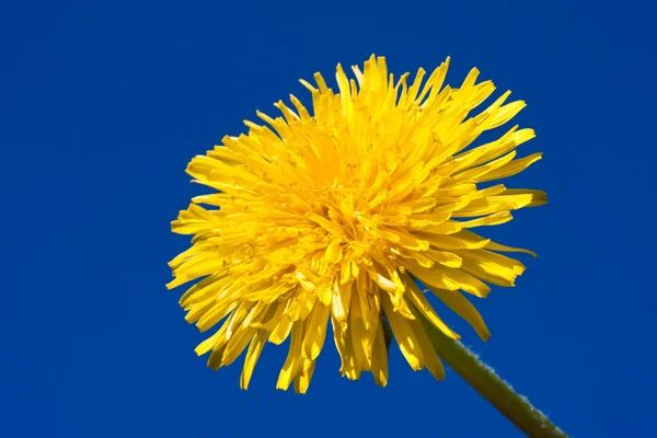 Dandelion — Stock Photo, Image