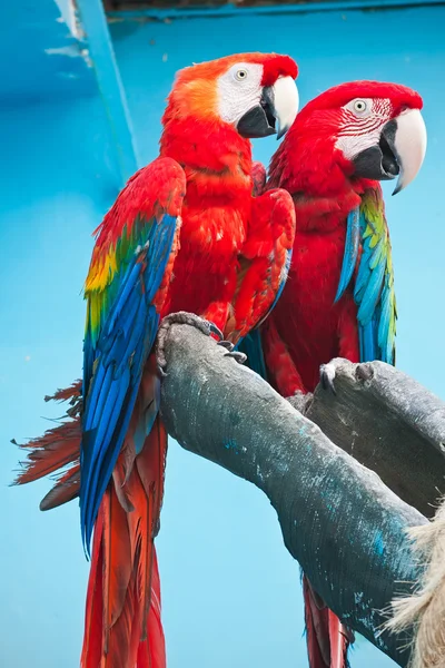 Ara parrot — Stock Photo, Image