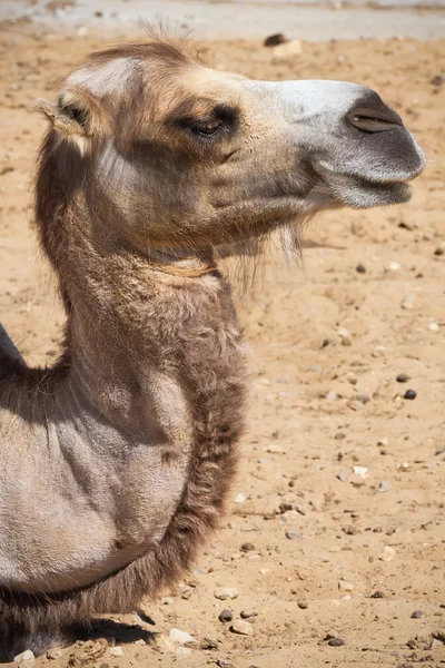 Camel — Stock Photo, Image