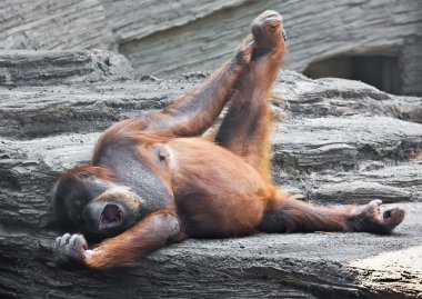 orangutan