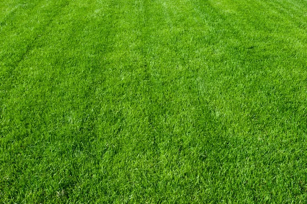 Green grass — Stock Photo, Image