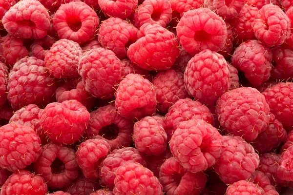 Himbeeren — Stockfoto