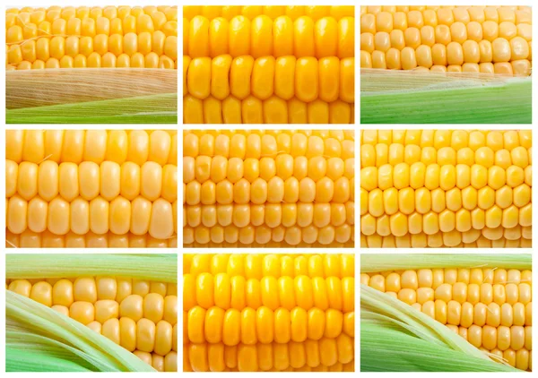 Corn — Stock Photo, Image