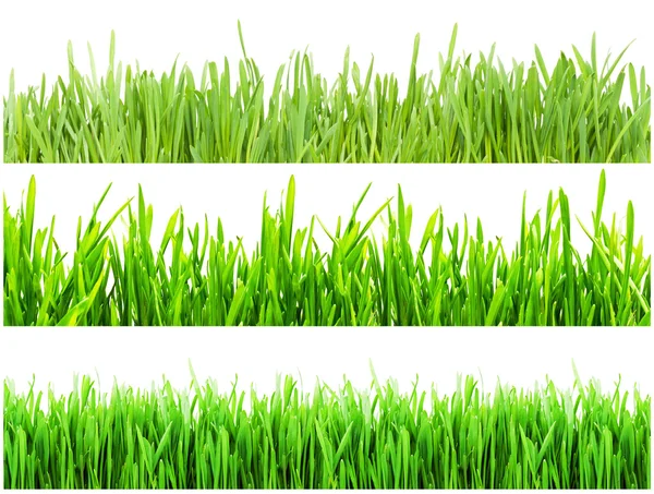 Groen gras — Stockfoto