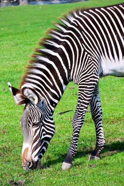 Zebra — Stock Photo, Image