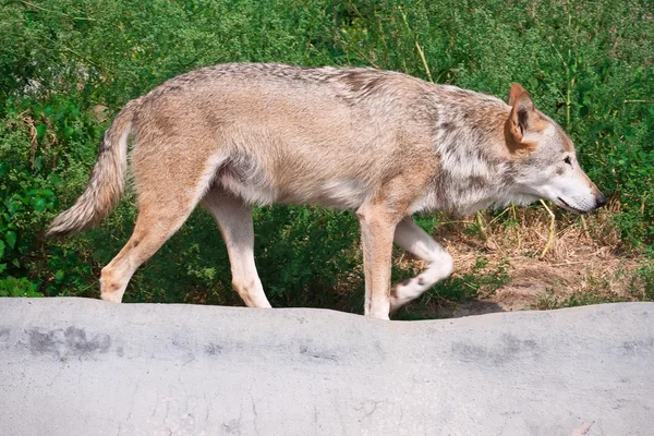 Wolf — Stock Photo, Image