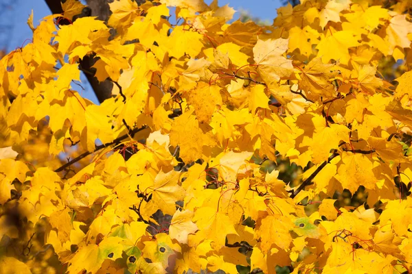 Herfst — Stockfoto