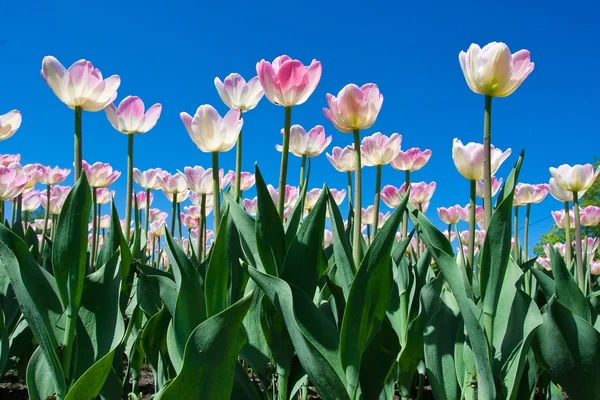 Kwiatów tulipanów — Zdjęcie stockowe