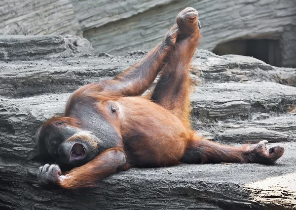 Orangutan — Stock Photo, Image