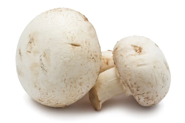 Champignon paddestoelen — Stockfoto