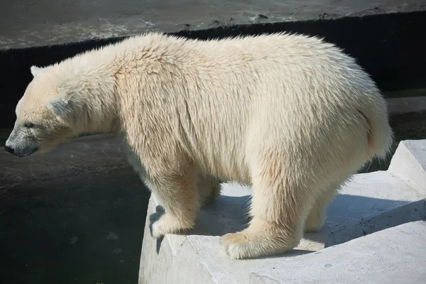 Eisbär — Stockfoto