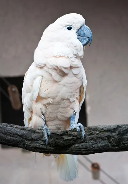 Cockatoo parrot — Stock Photo, Image
