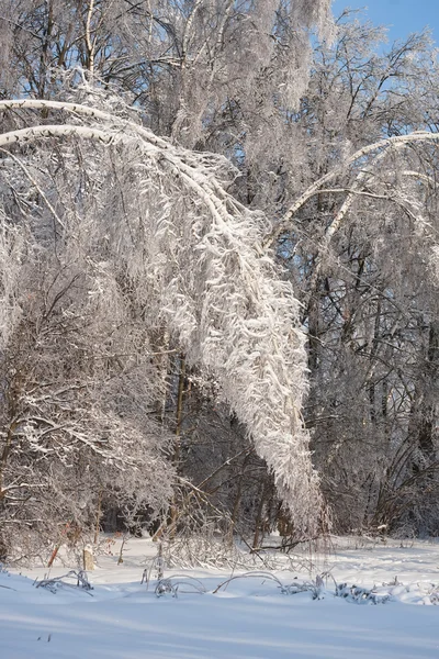 Floresta de Inverno — Fotografia de Stock