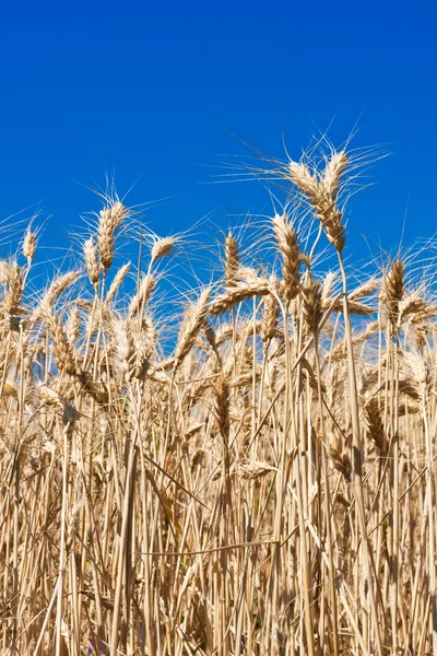 Wheat field — Stock Photo, Image