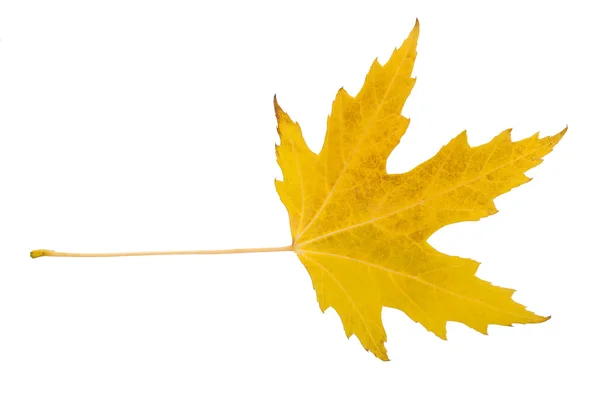 Maple leaf — Stock Photo, Image