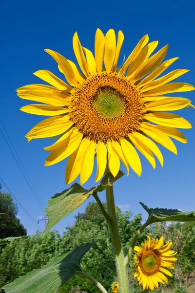 Girasol — Foto de Stock