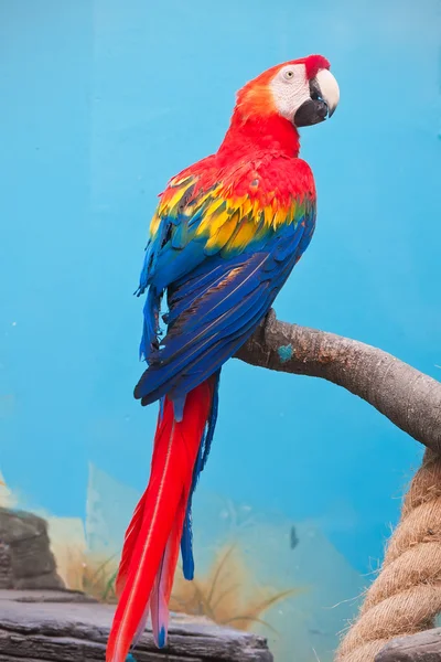 Ara parrot — Stockfoto