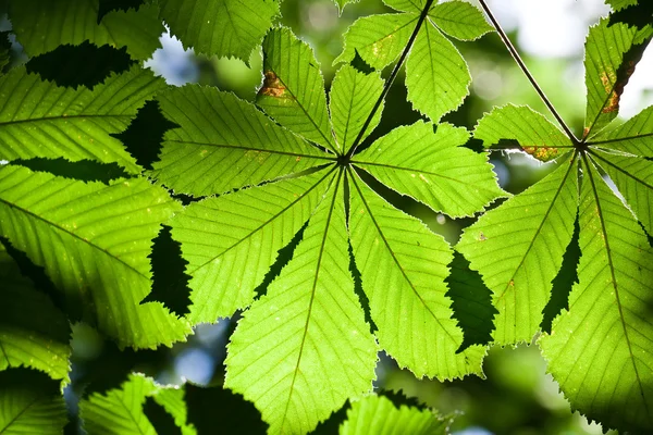 Leaves background — Stock Photo, Image