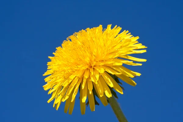 Dandelion — Stock Photo, Image