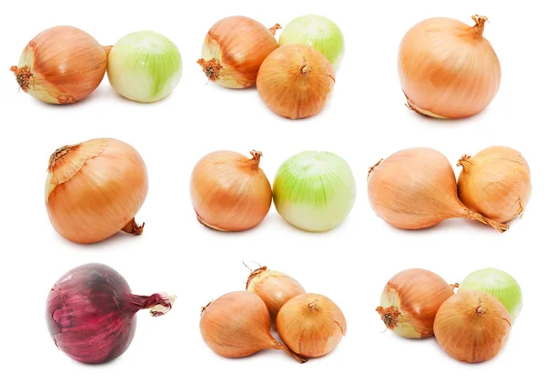 Onion — Stock Photo, Image