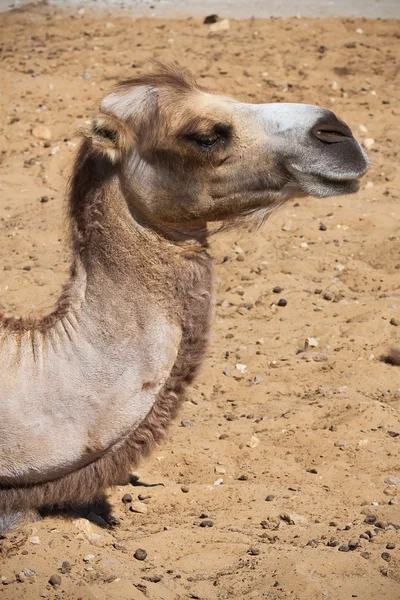 Camel — Stock Photo, Image